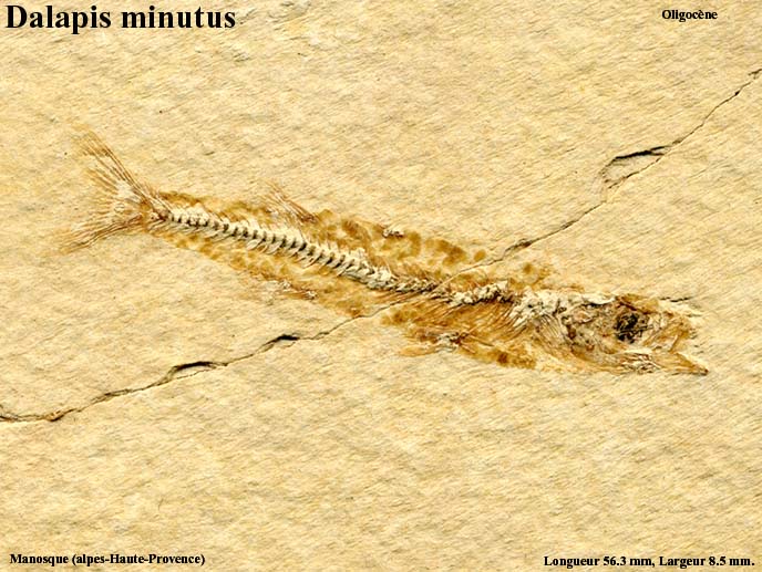 Dalapis_minutus